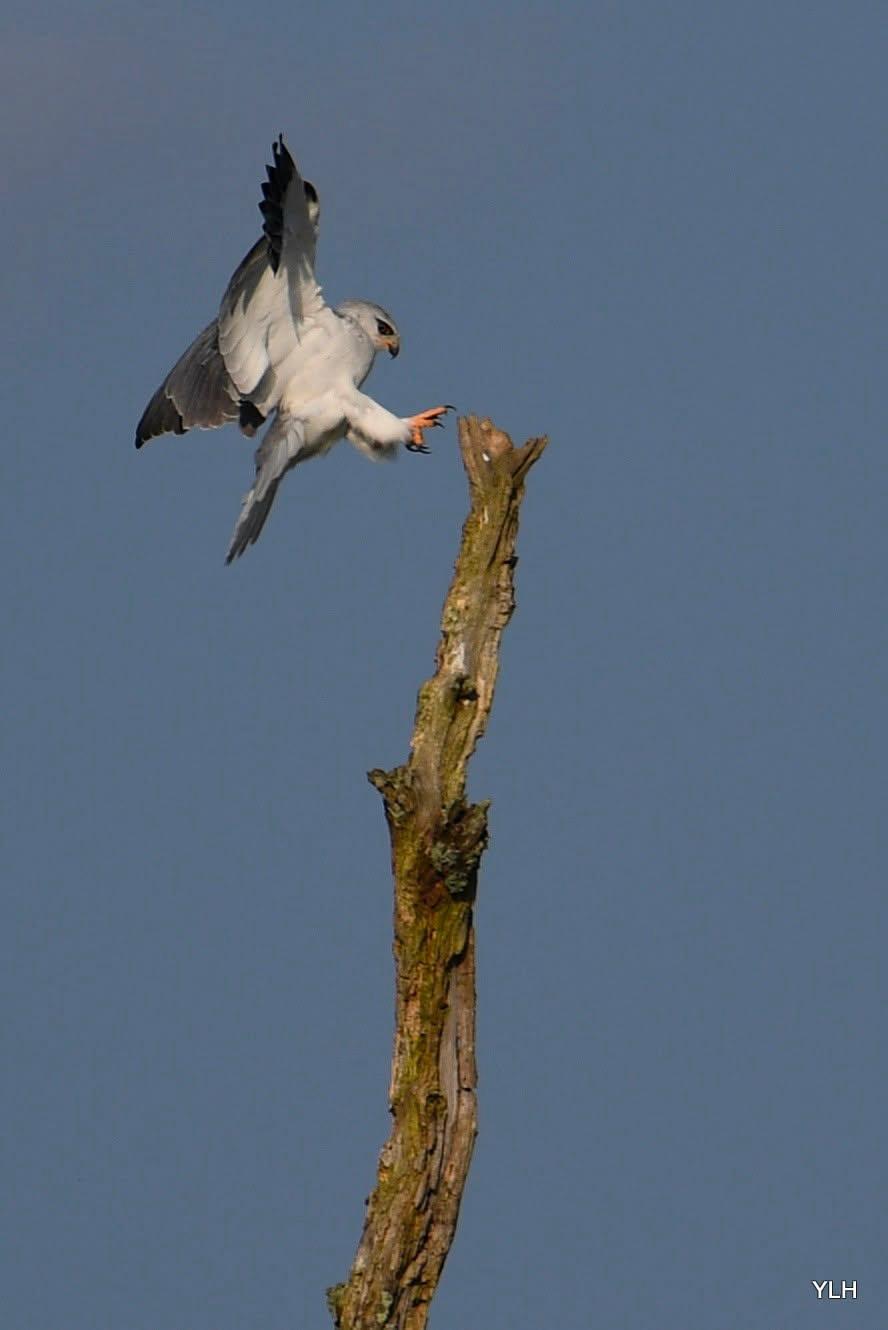 Élanion blanc observé dans le secteur de Saint-Malo-de-Phily (Ille-et-Vilaine, Bretagne)